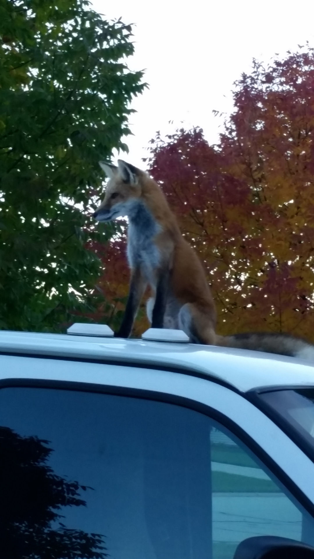 Dan Wade: Fox